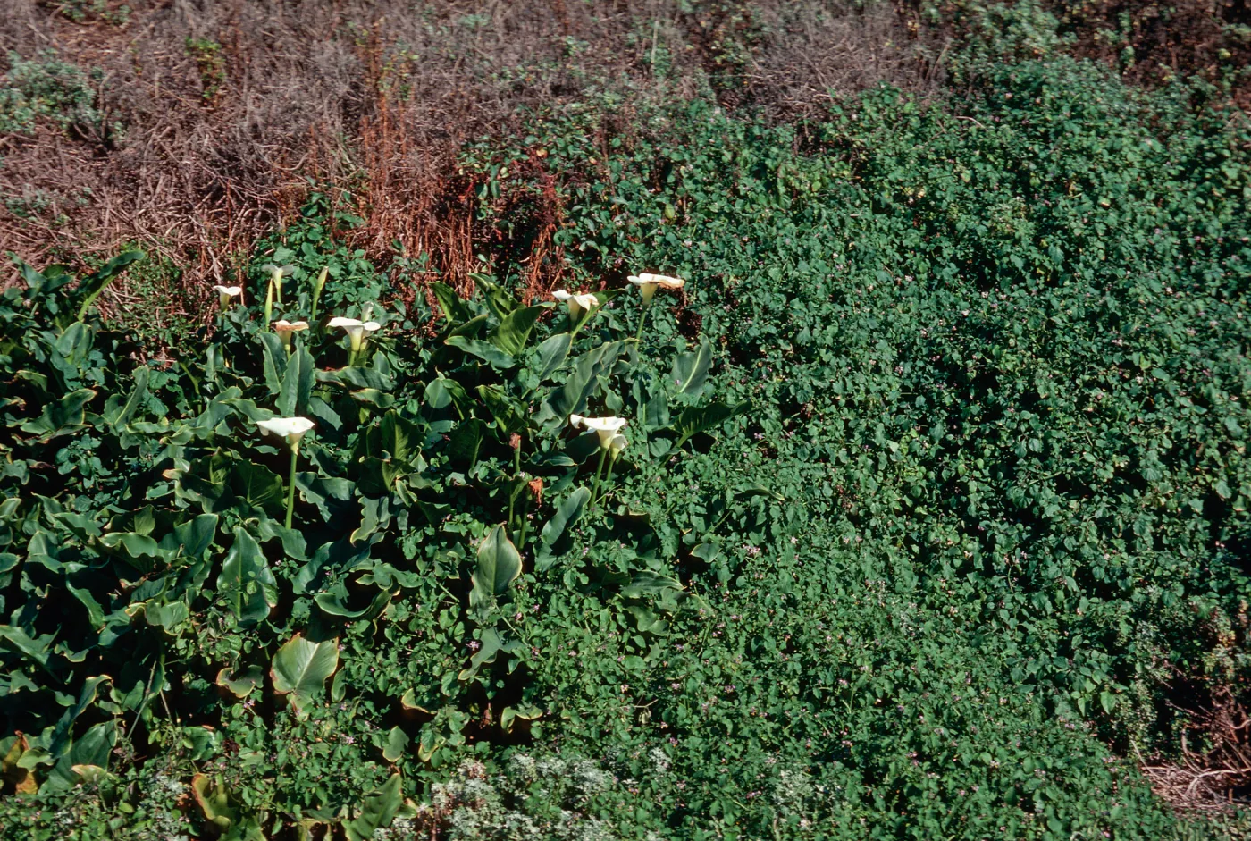 Calla, Guadalupe Dunes