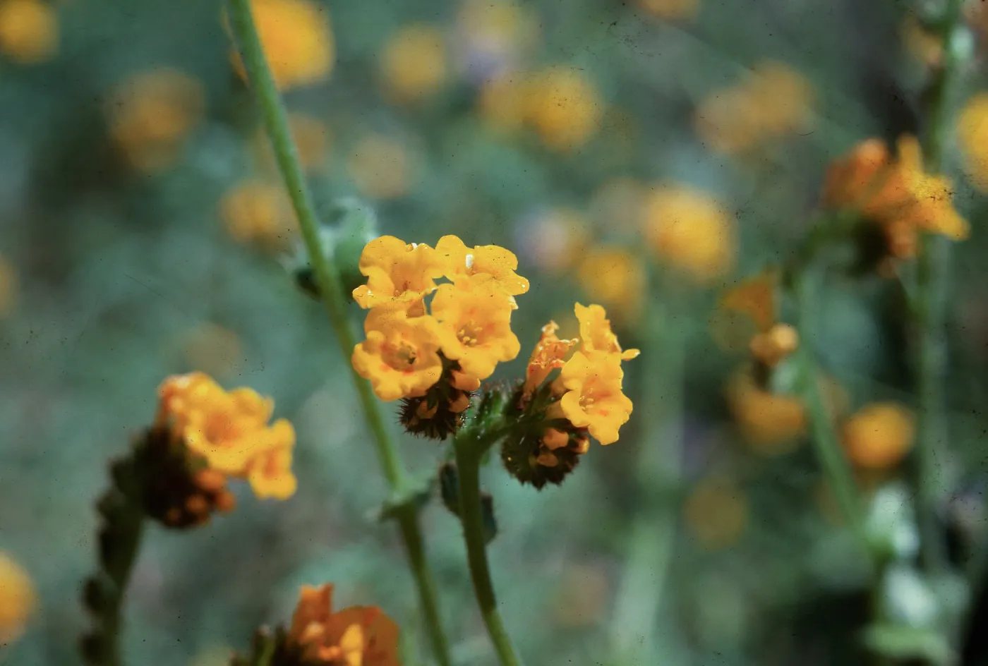 Fiddle neck, Guadalupe Dunes