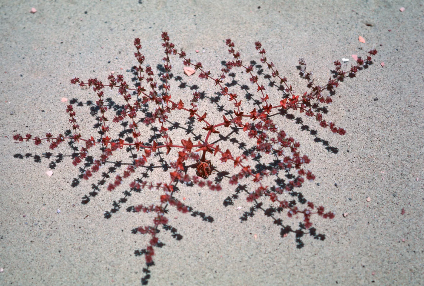 Chorizanthe californica, Guadalupe
