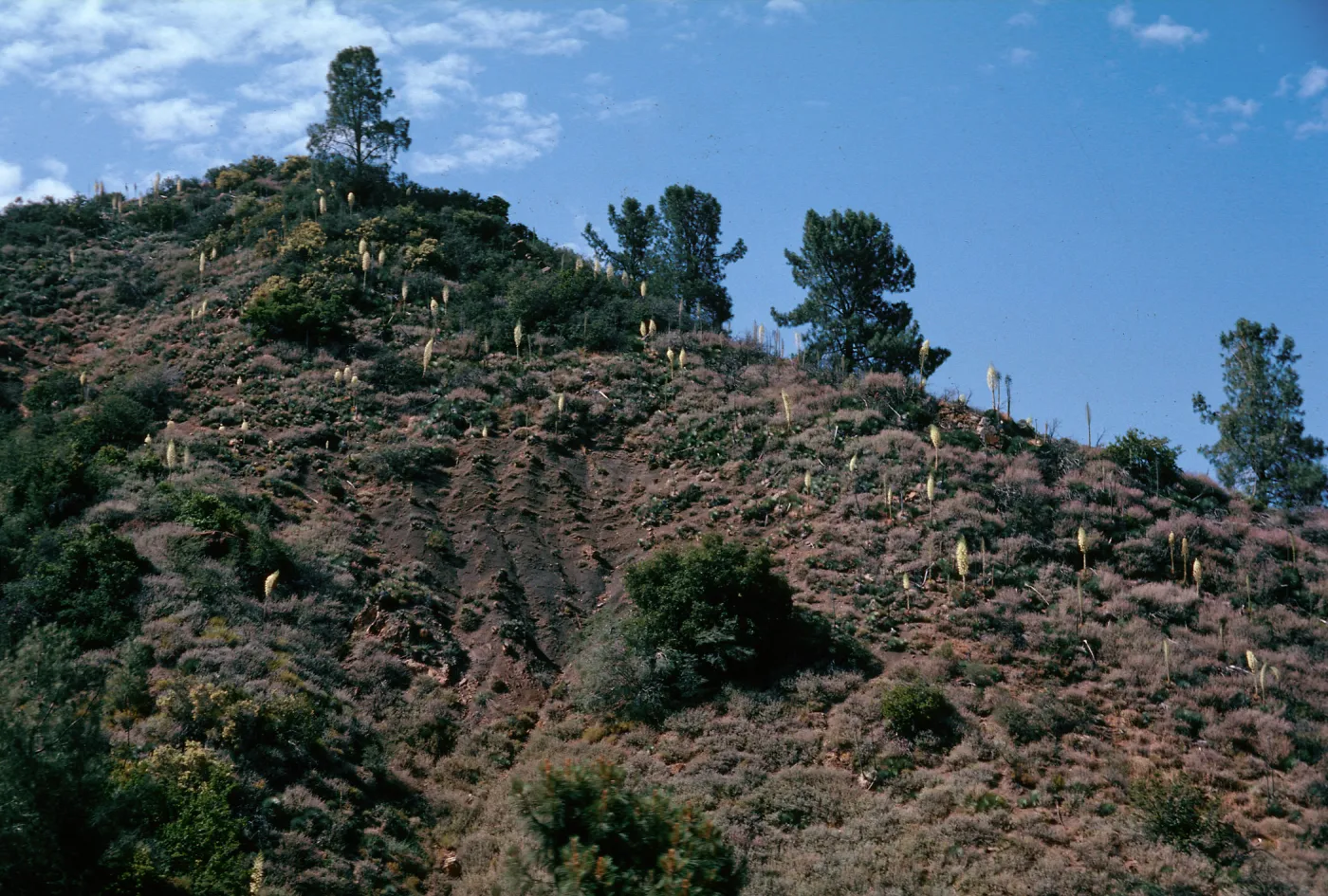Yucca, Figueroa Mountain