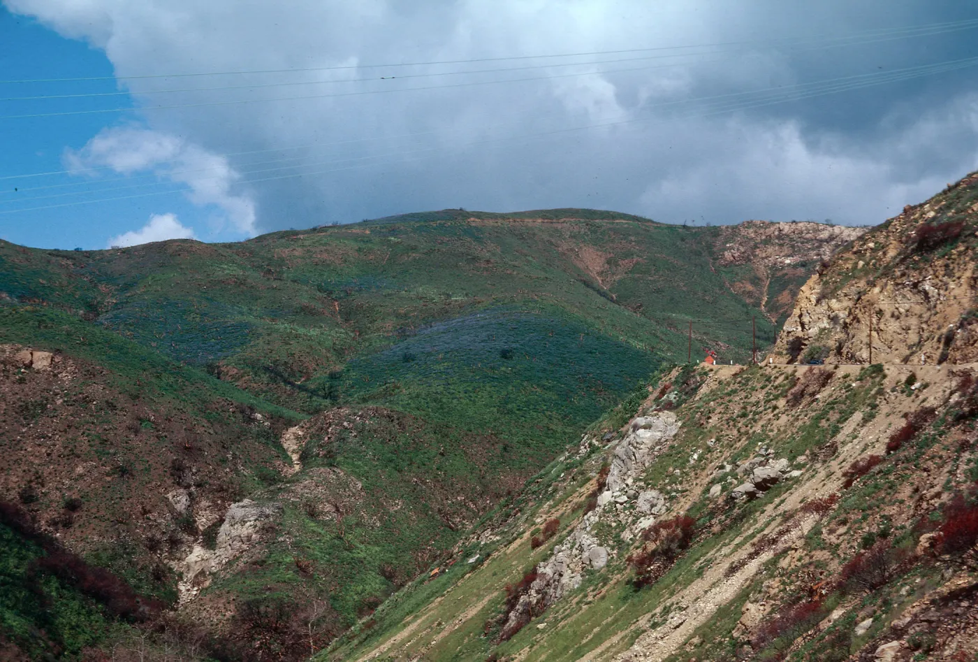 Lupinus (Lupine), Decker Road