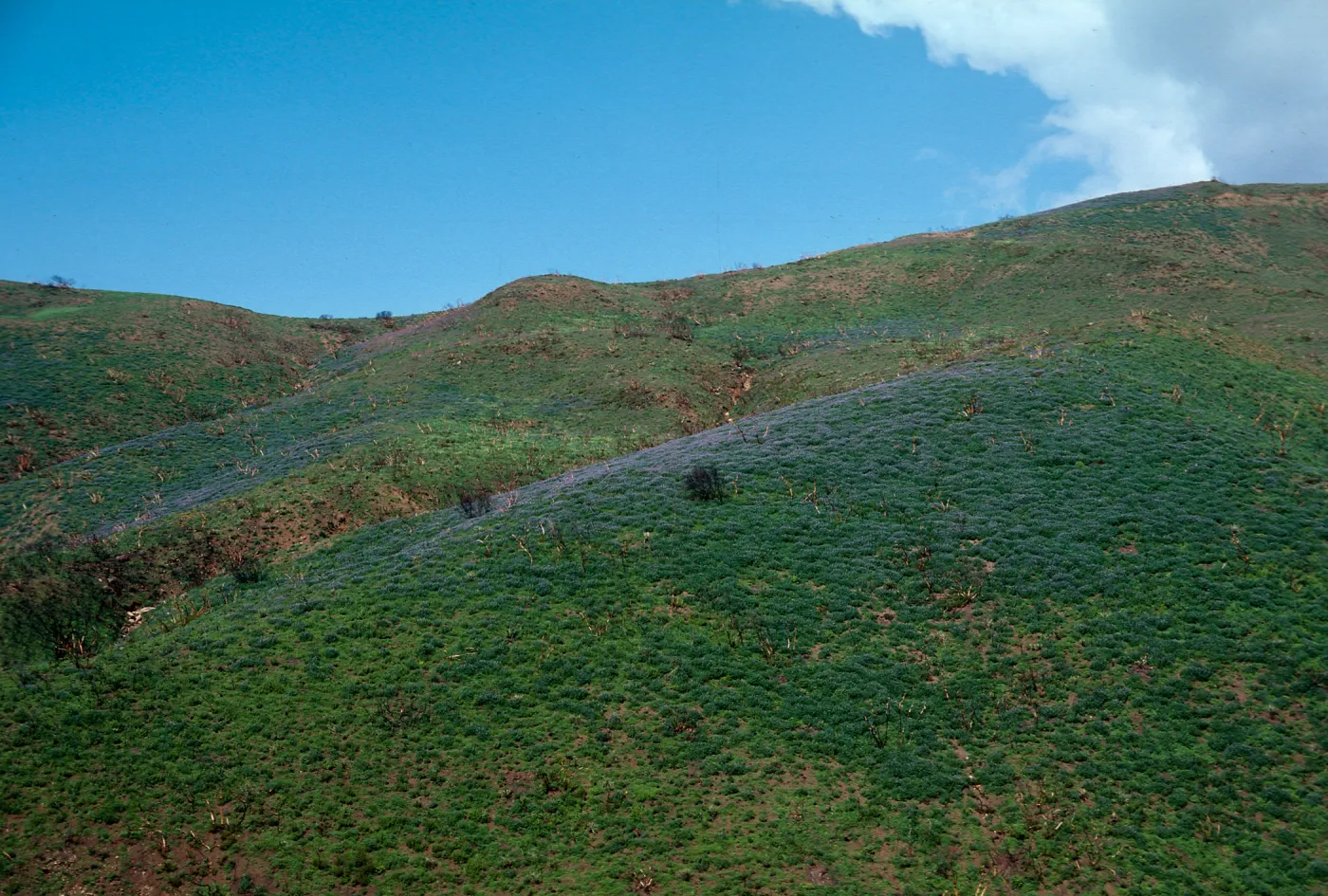 Lupinus (Lupine), Decker Road