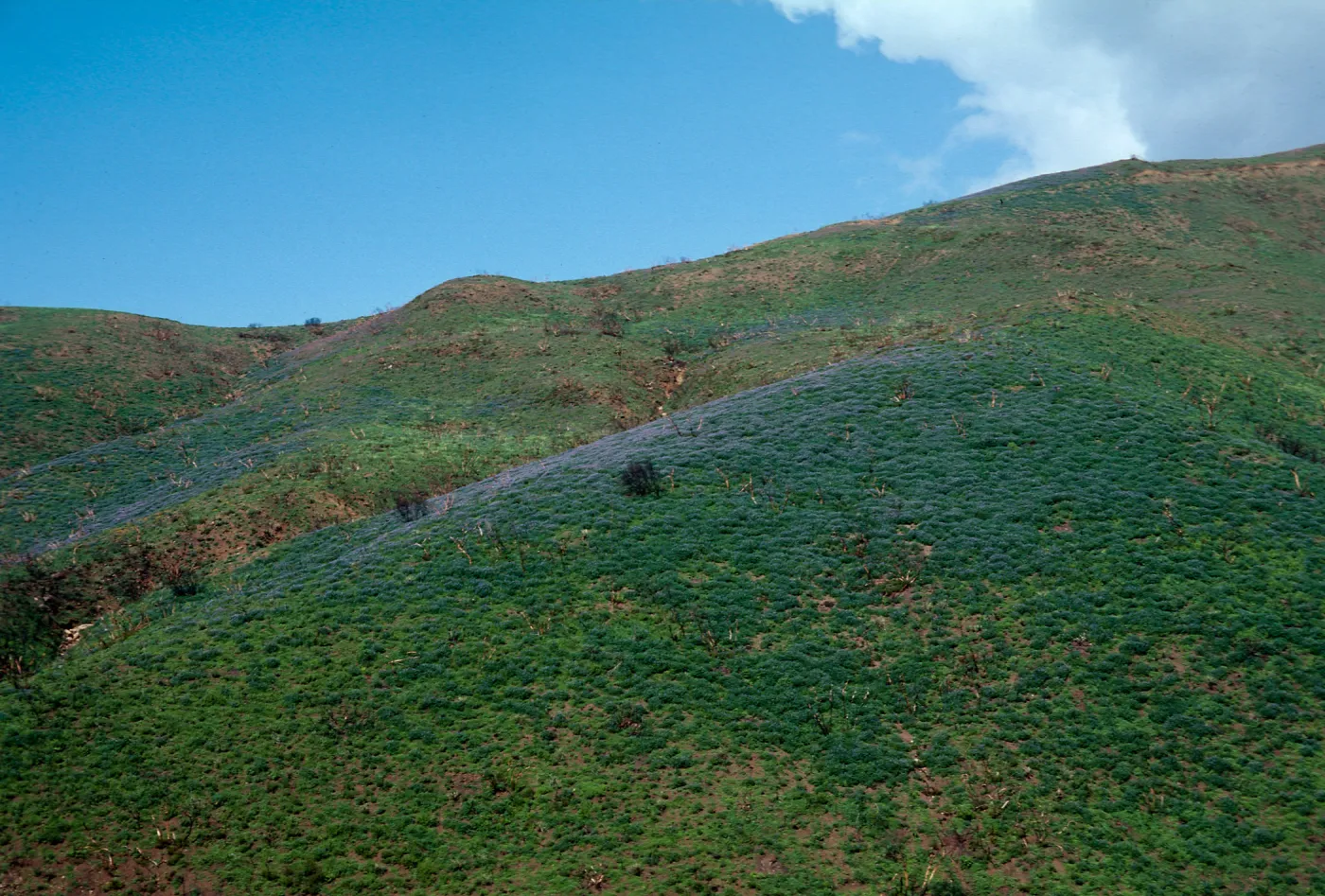 Lupinus (Lupine), Decker Road
