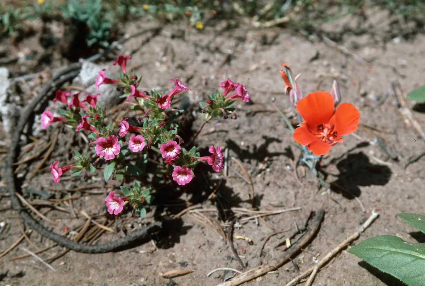 Calochortus kennedyi & Mimulus, Mutau Road