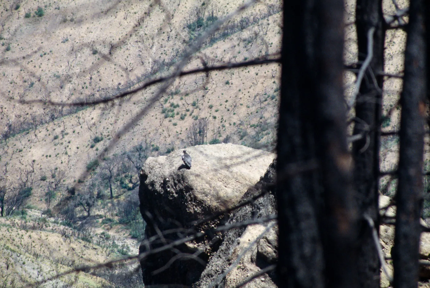 condors, Castle Crags, American Canyon, San Luis Obispo County