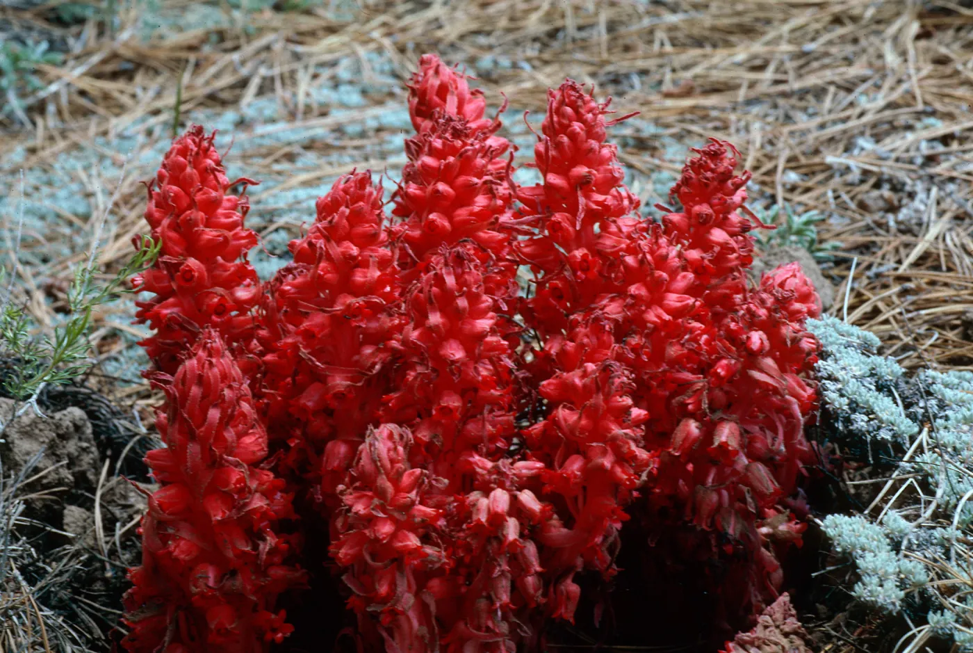 Sarcodes sanguinea, Snow Plant, Mt. Pinos