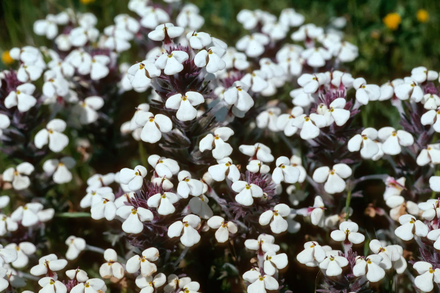 White Butter and eggs, San Simeon