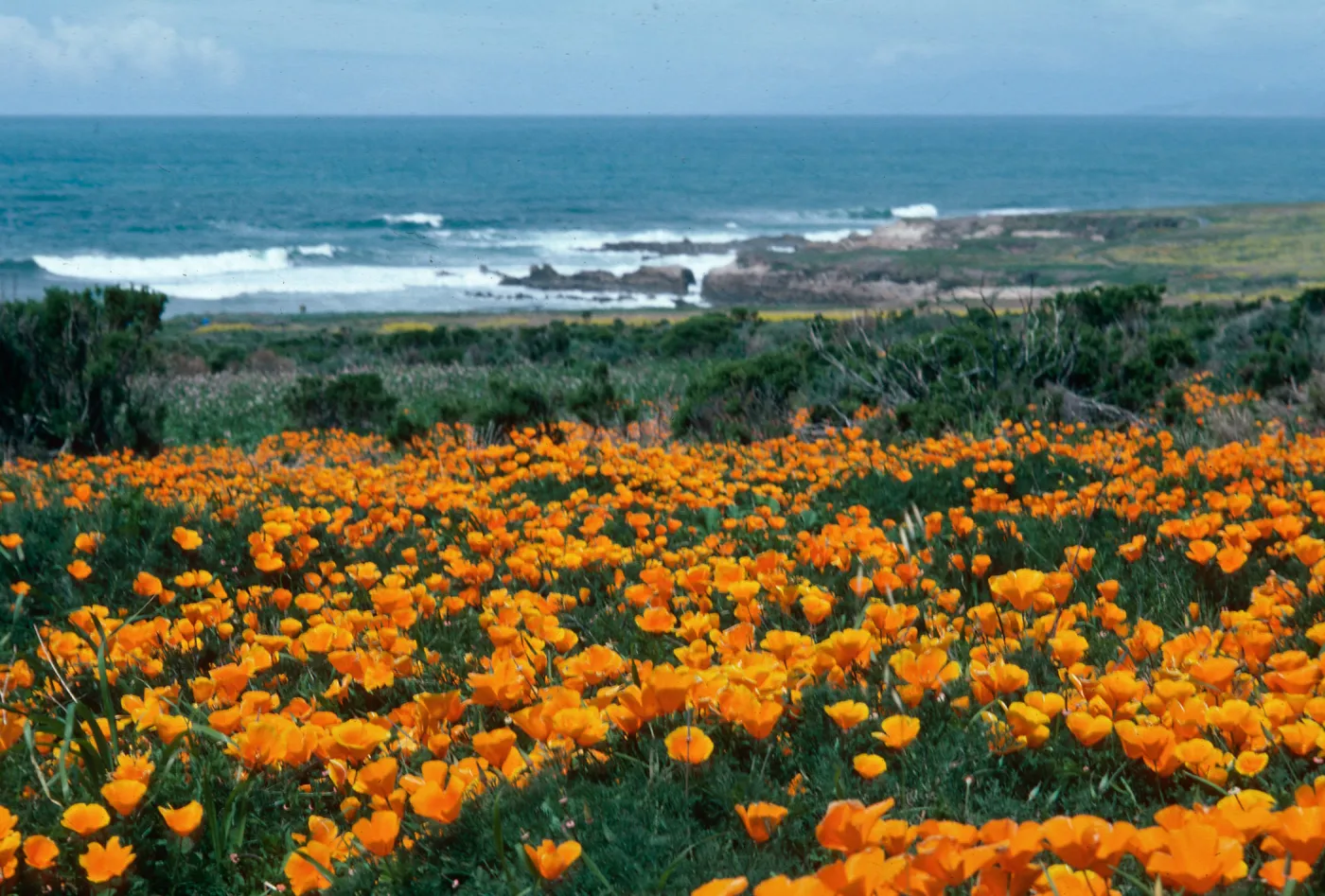 Montana de Oro, order (California Poppy))