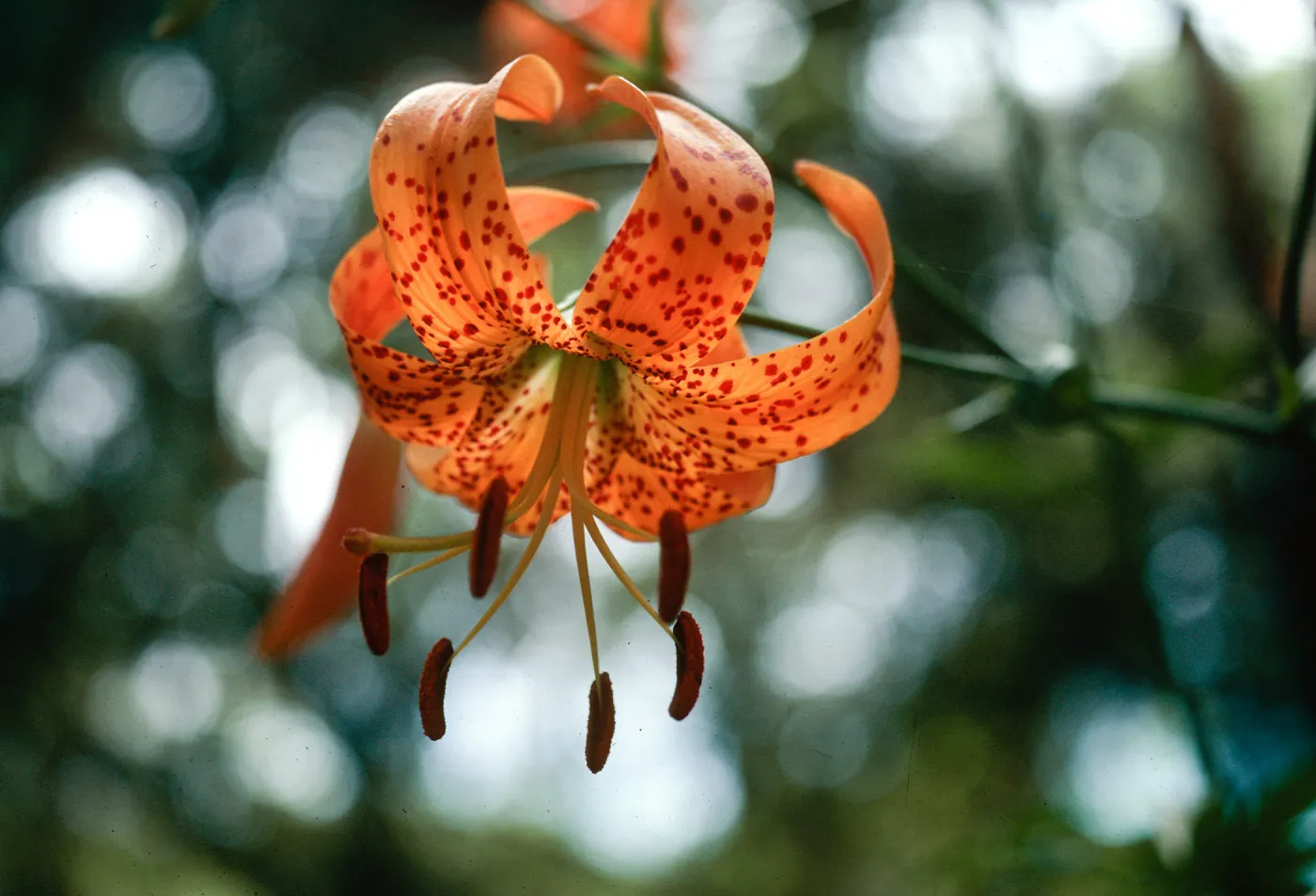 Lilium humboldtii