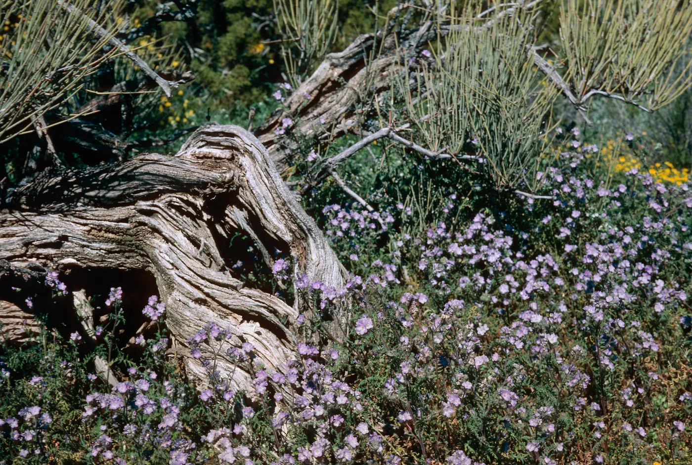Santa Barbara Canyon