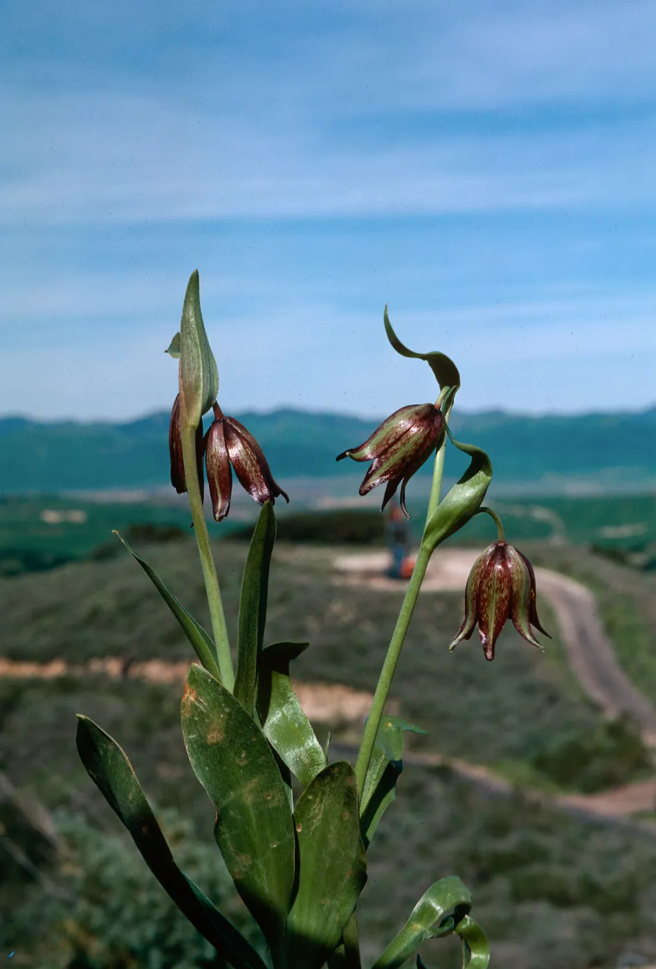 Fritillaria biflora