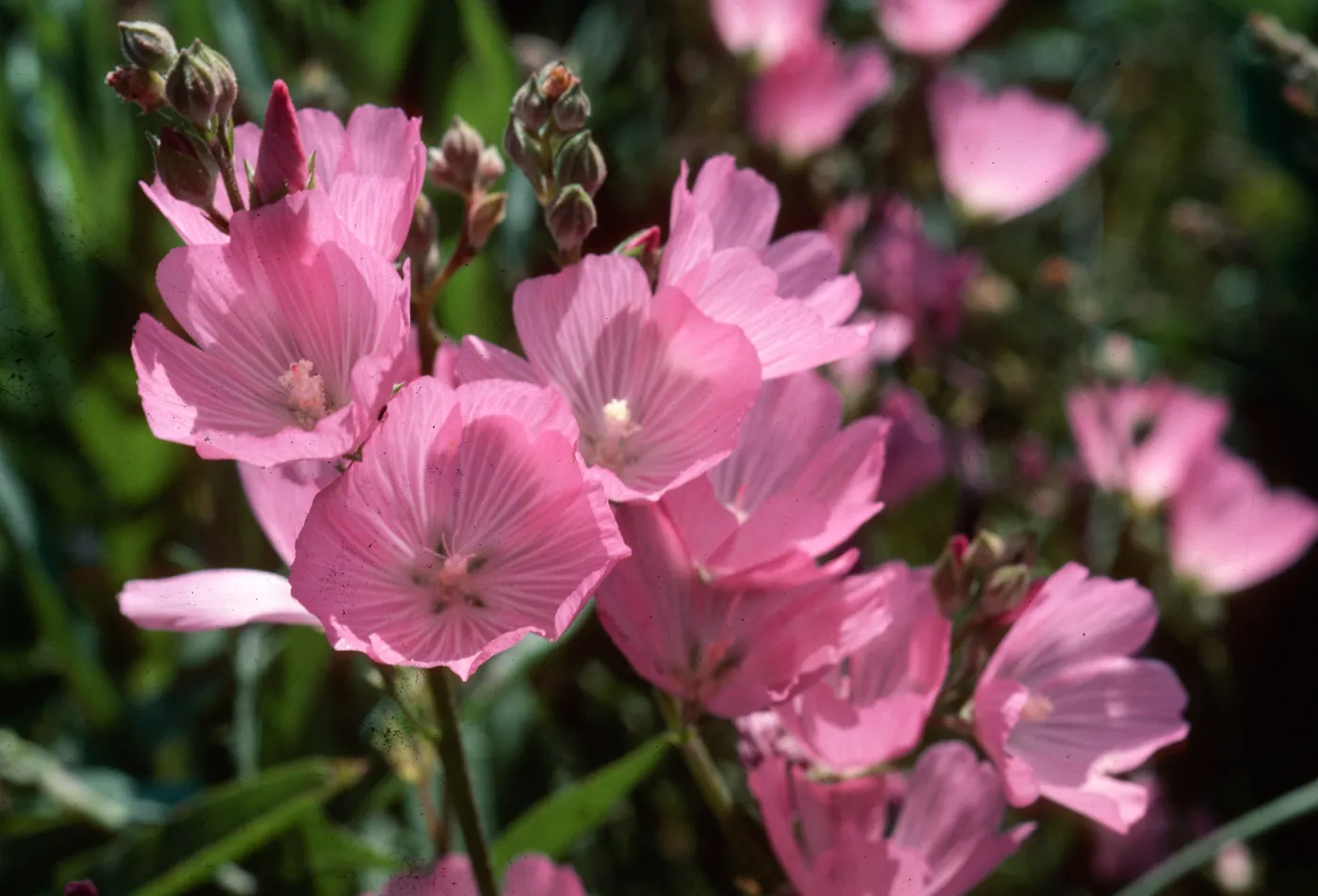 Sidalcea malviflora