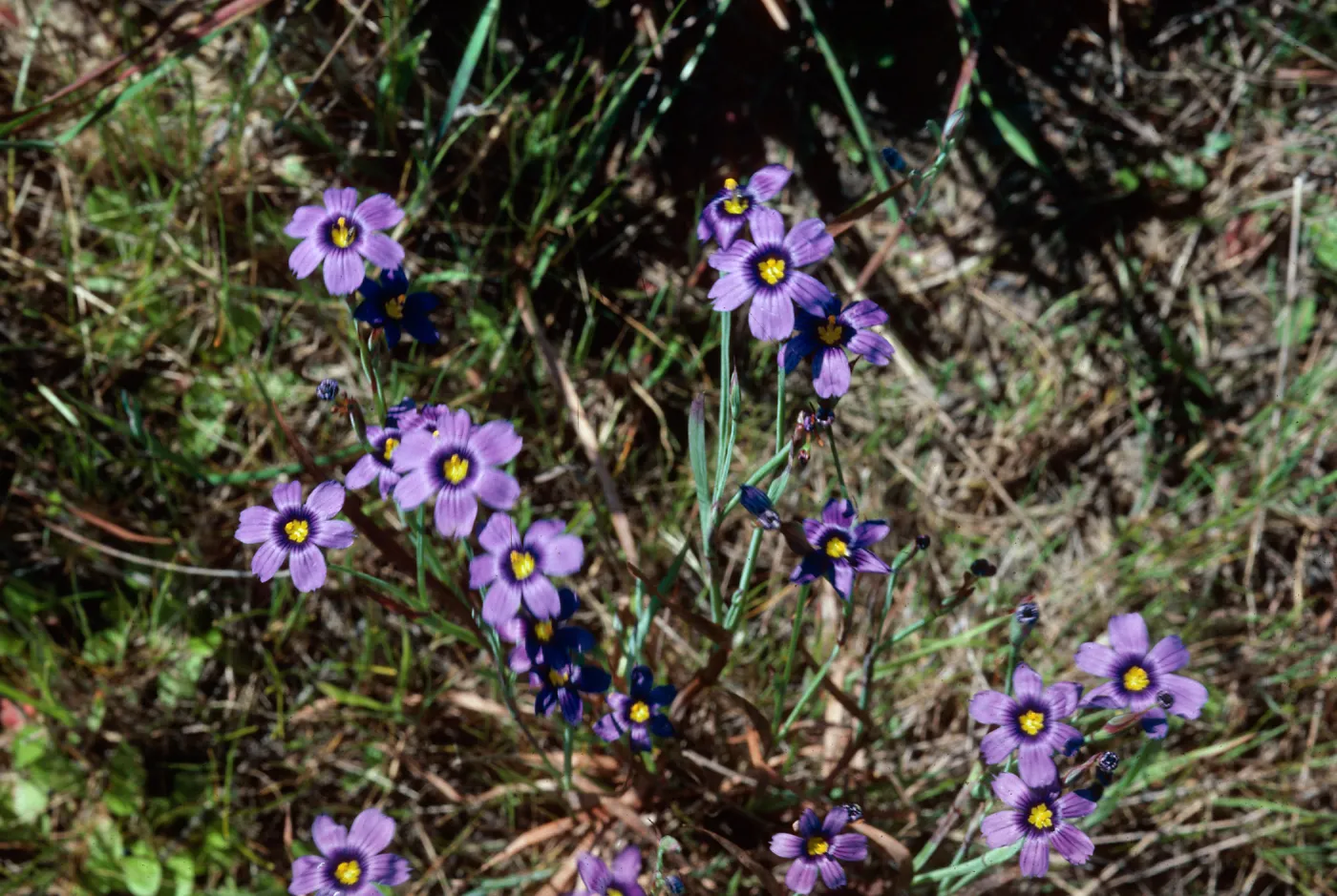 Blue-eyed Grass