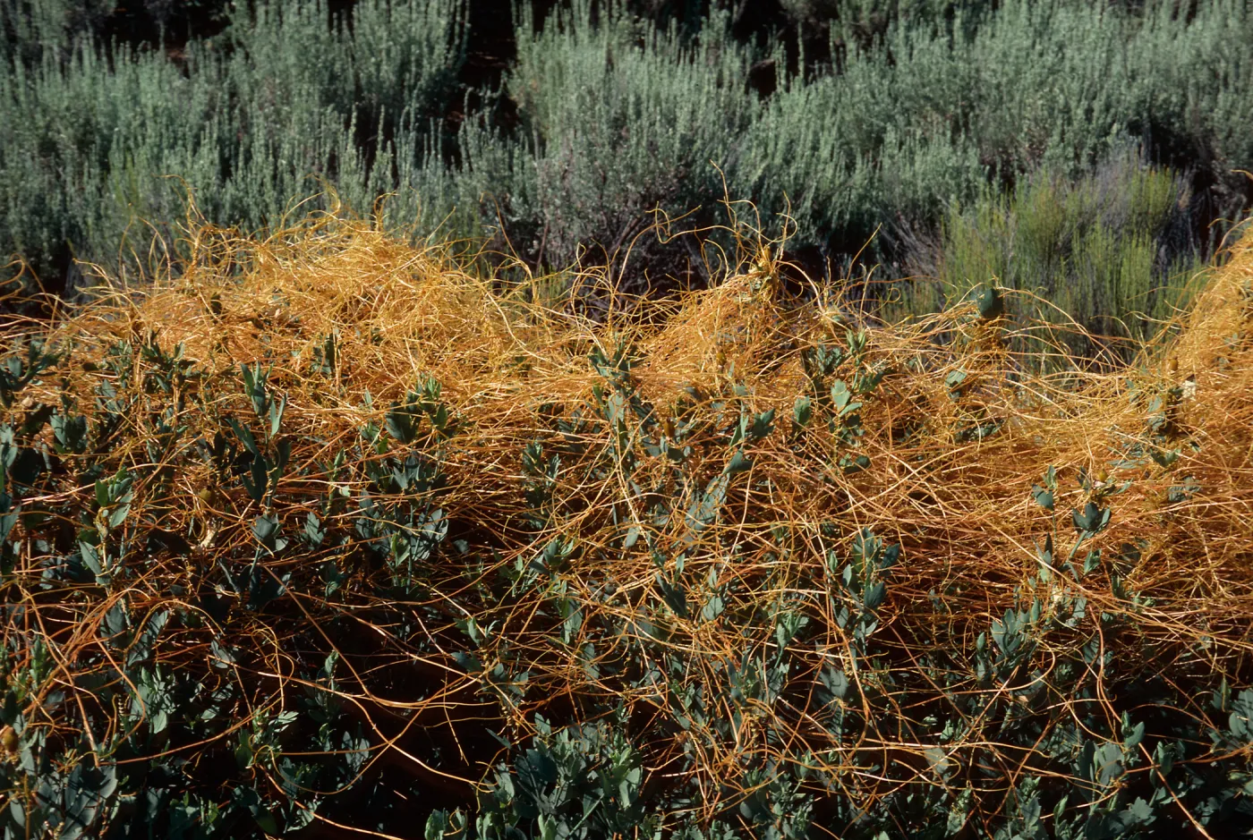 Cuscuta