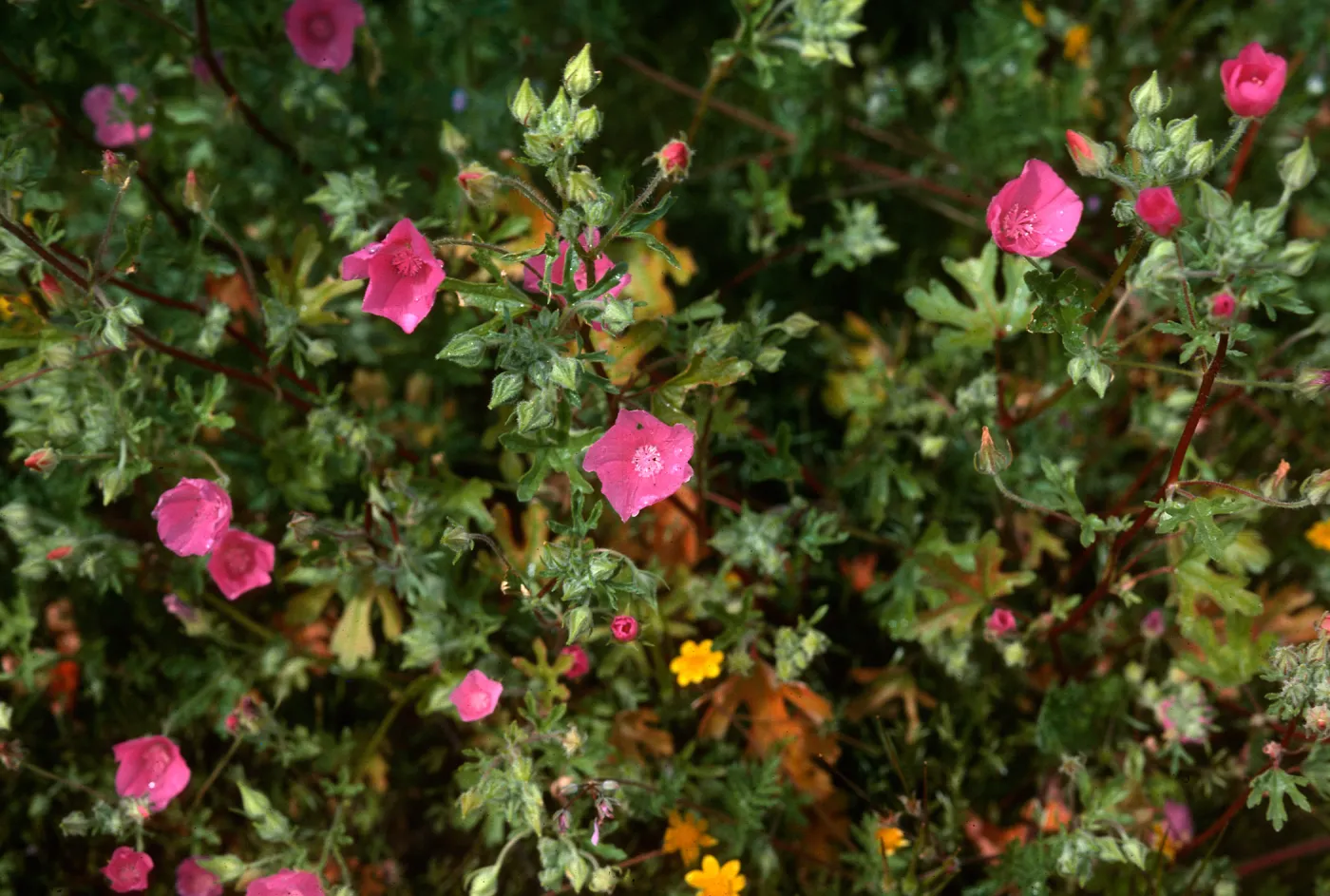 Eremalche parryi, Sphaeralcea, Foothill Road near SB Canyon