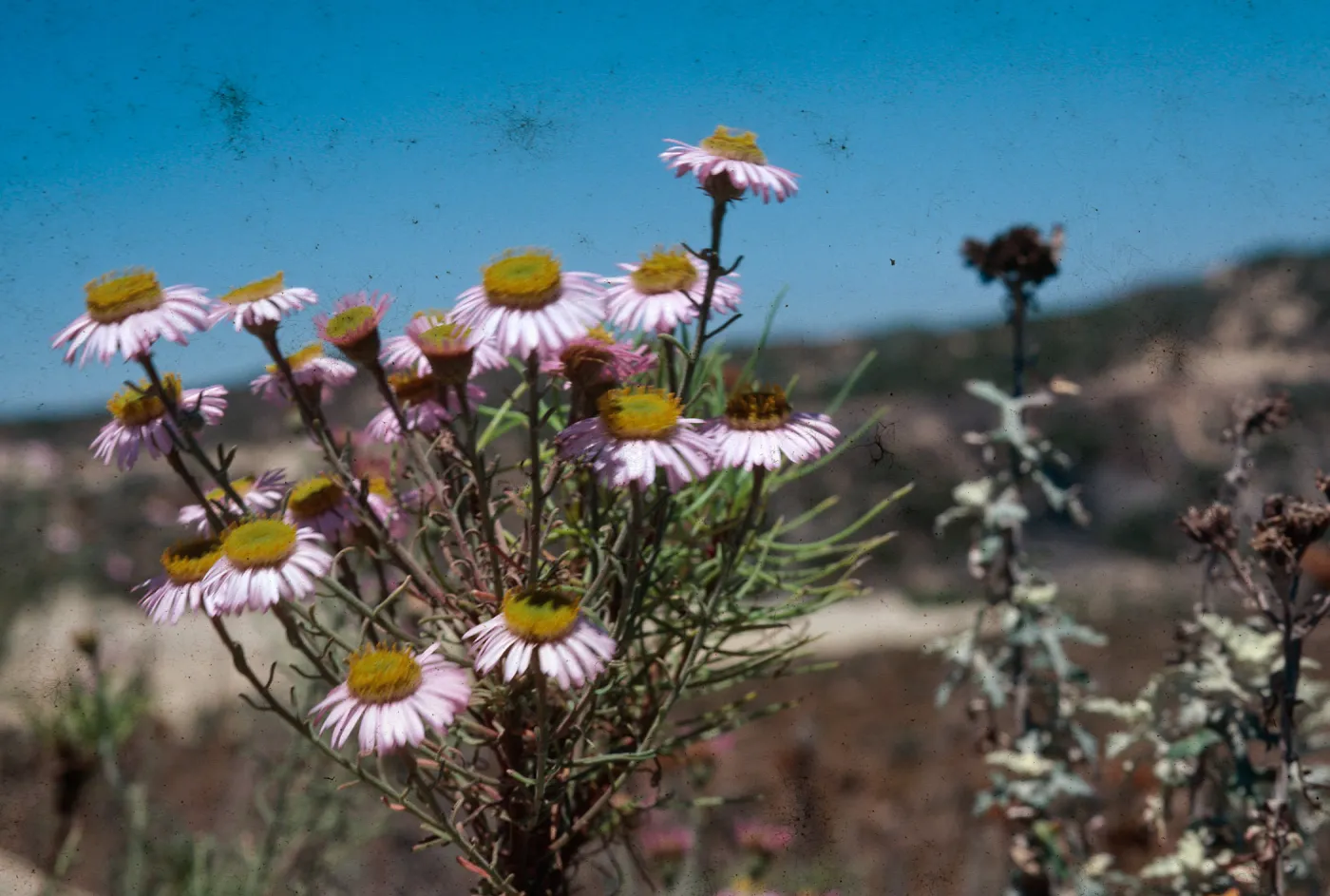 Erigeron foliosus blochmaniae