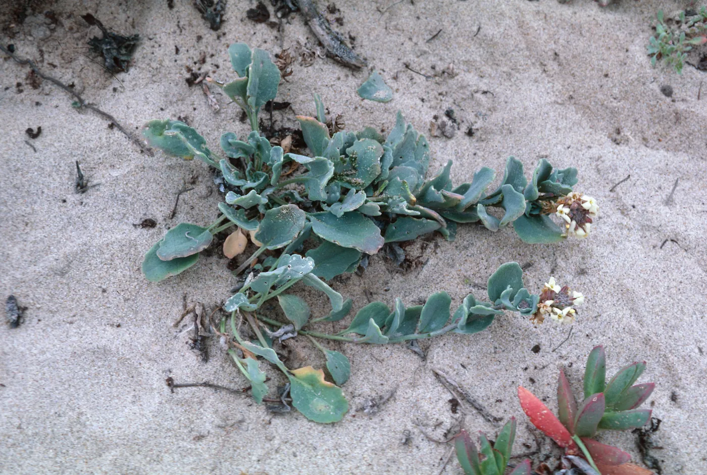 Dithyrea maritima
