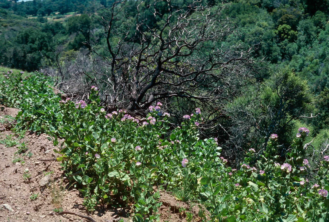 Phacelia grandiflora ?