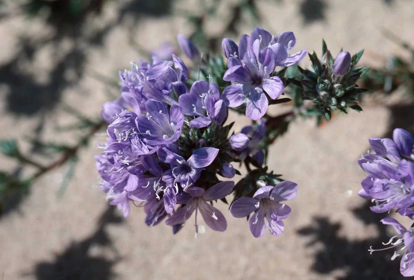 Phlox