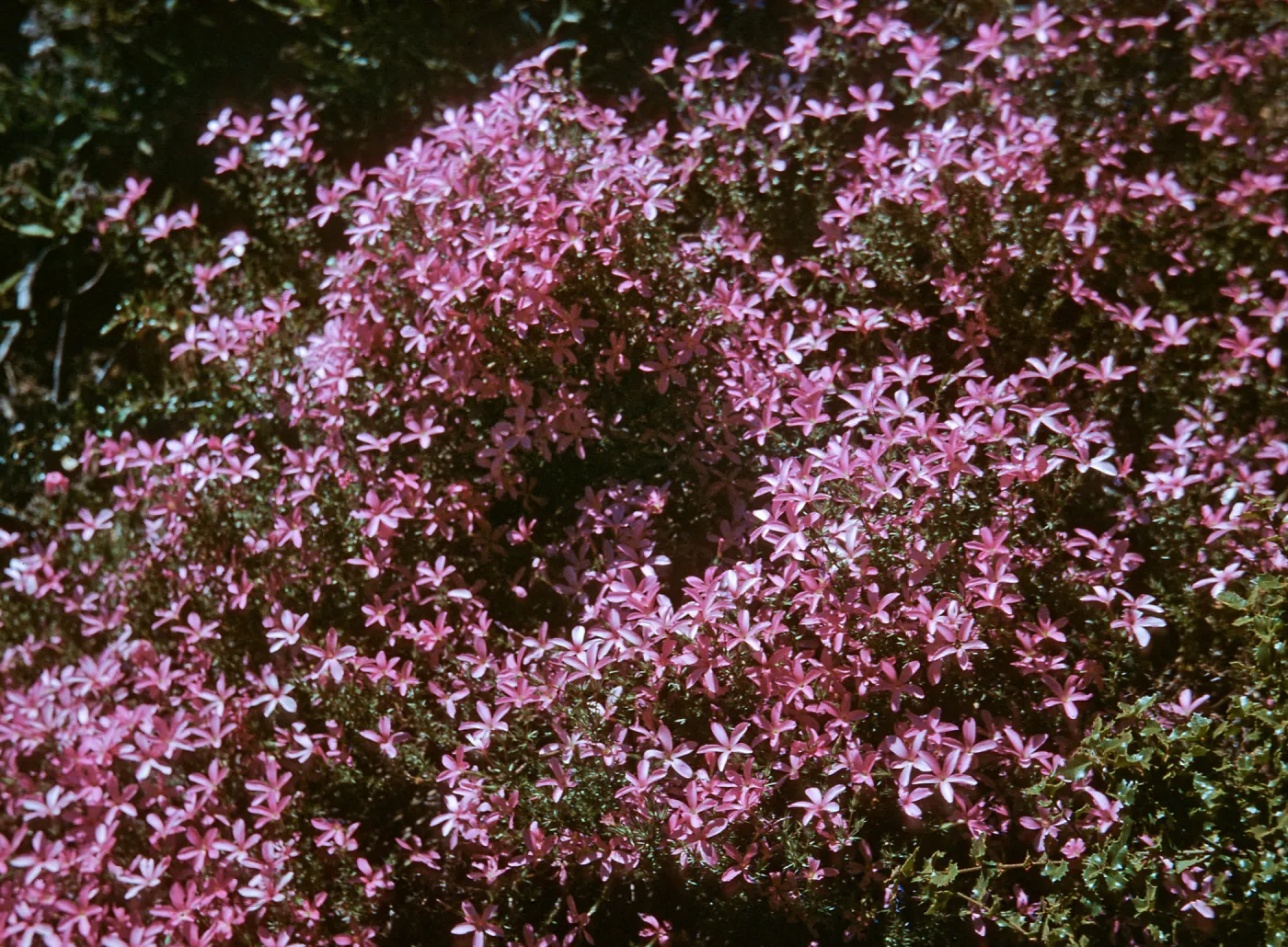 Phlox