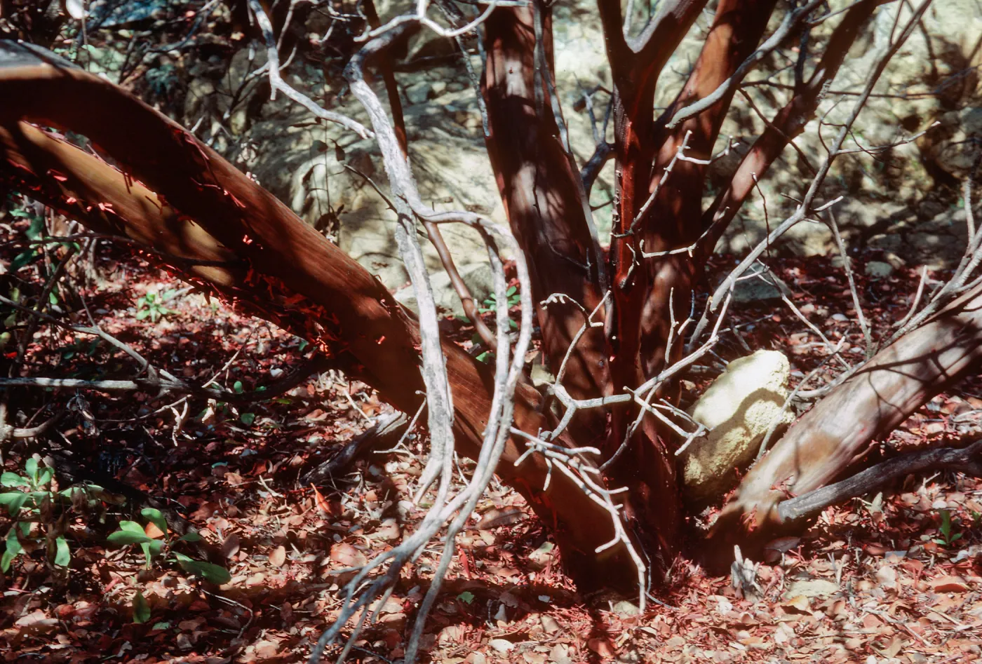 Arctostaphylos glauca