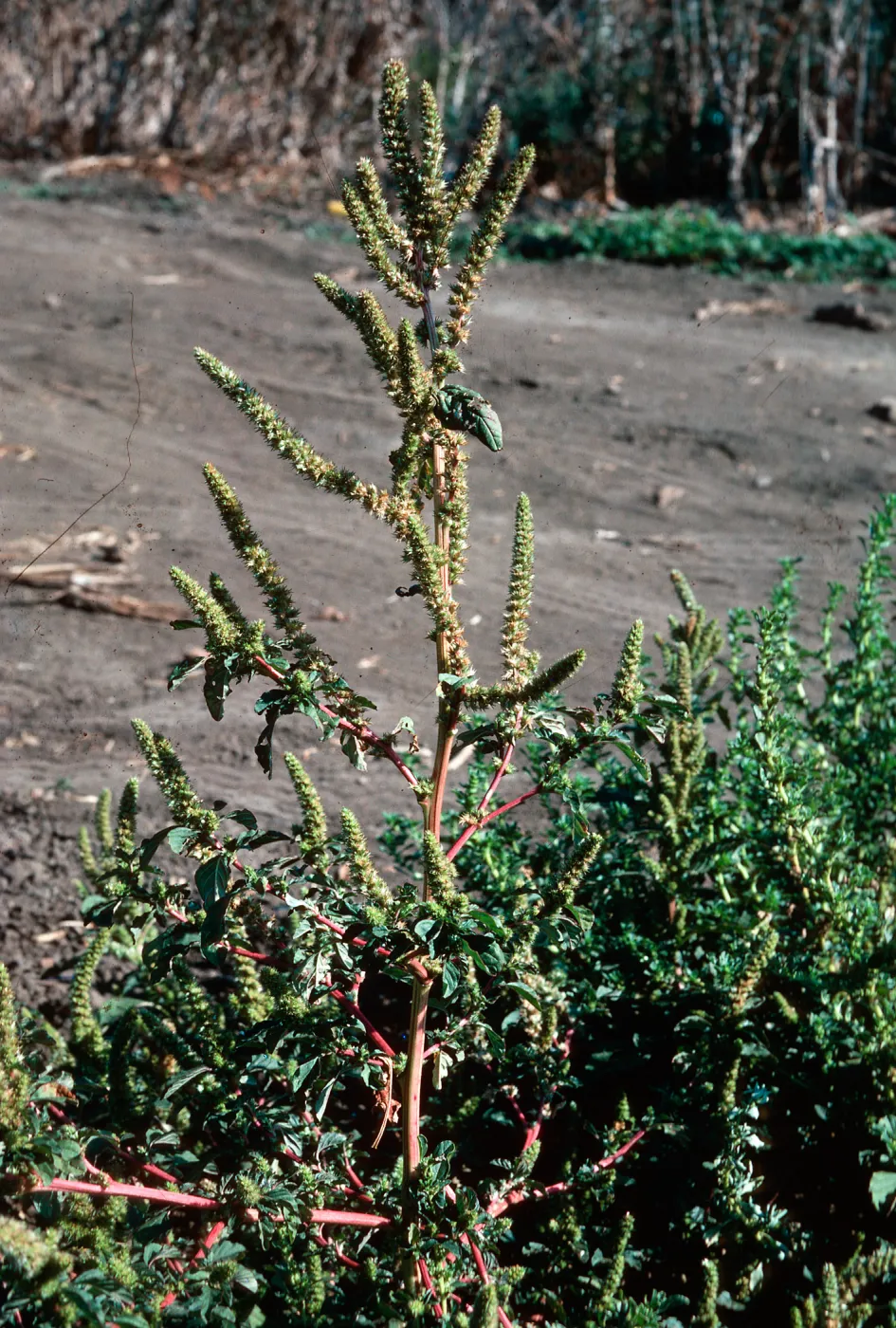 Amaranthus