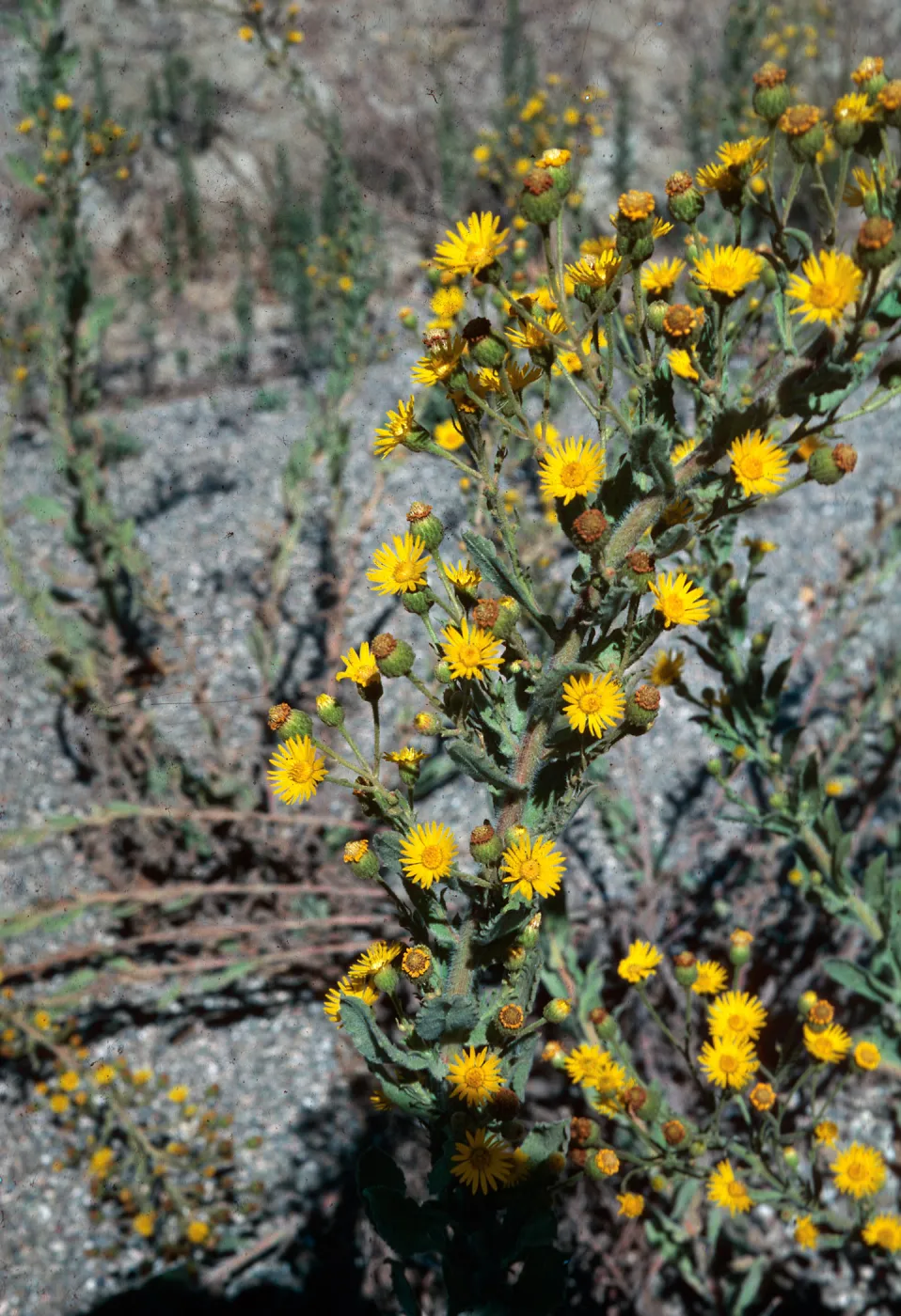 Heterotheca