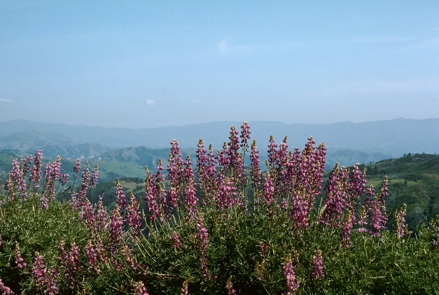Figueroa Ranger Station (Lupine)