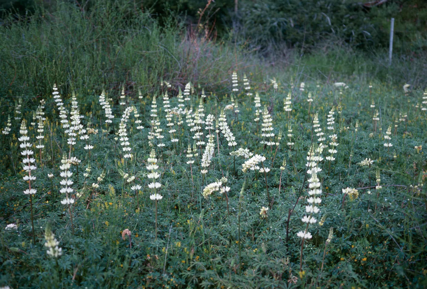Lupinus densiflorus
