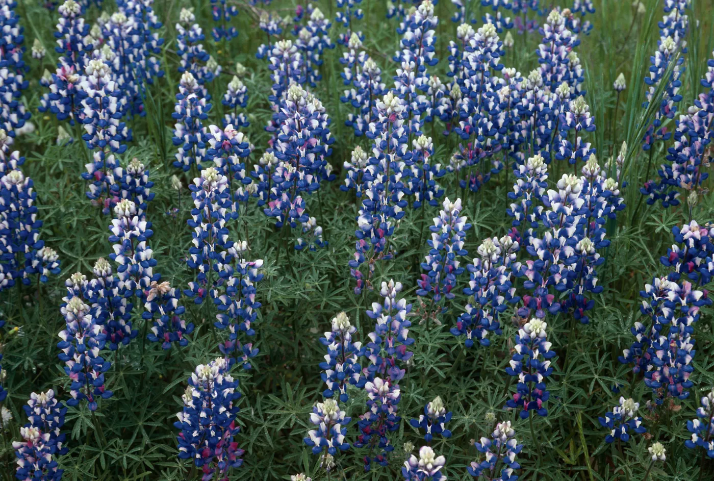 Lupine, Lopez