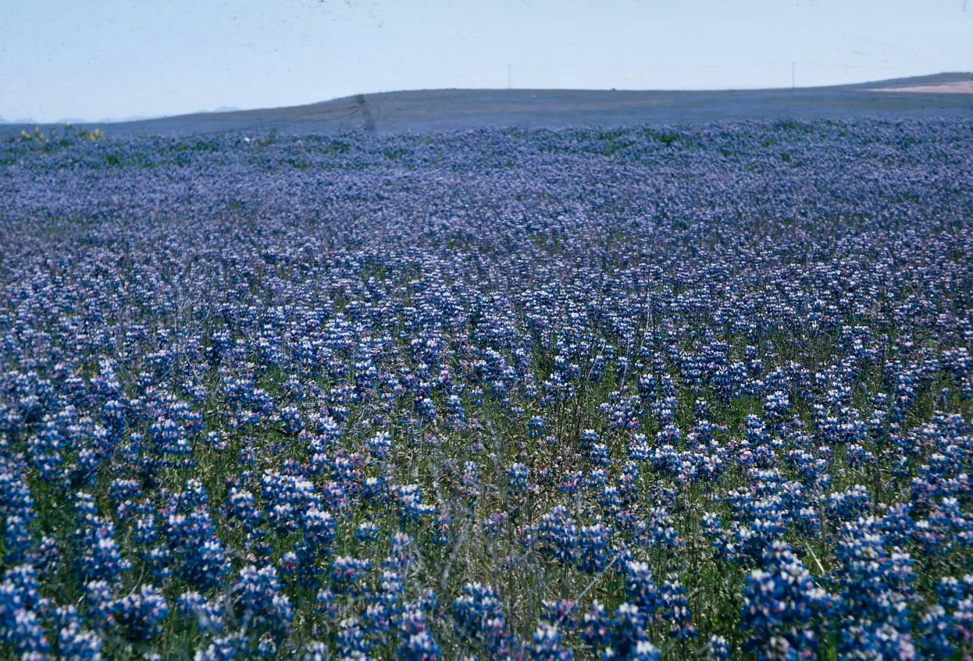 Lupinus (Lupine), SB, Potrero