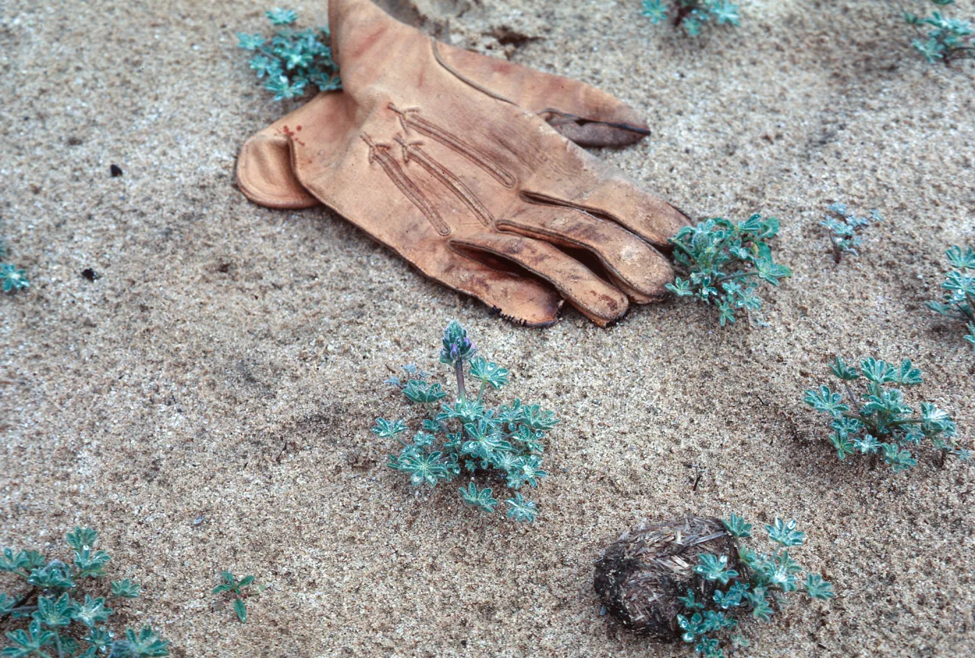Lupinus (Lupine), Callender Station