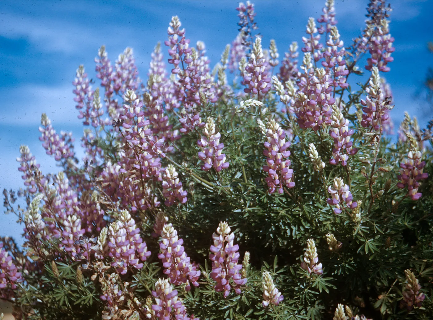 Lupinus (Lupine), Jalama ?