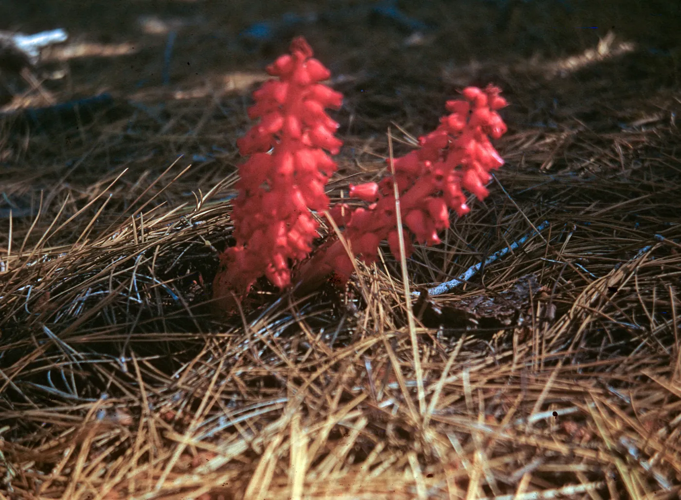 Snow Plant