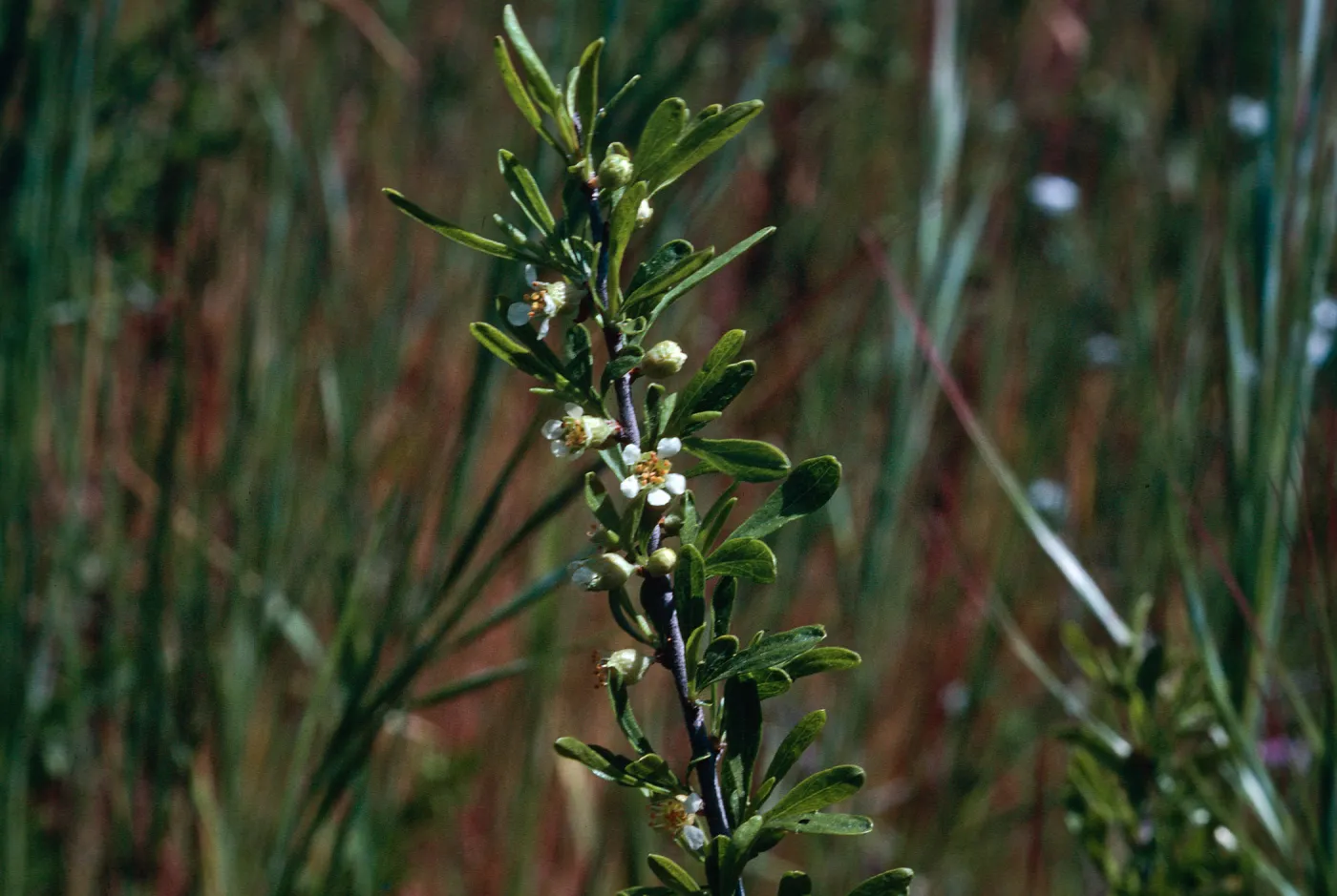 Prunus, Sainz Ranch