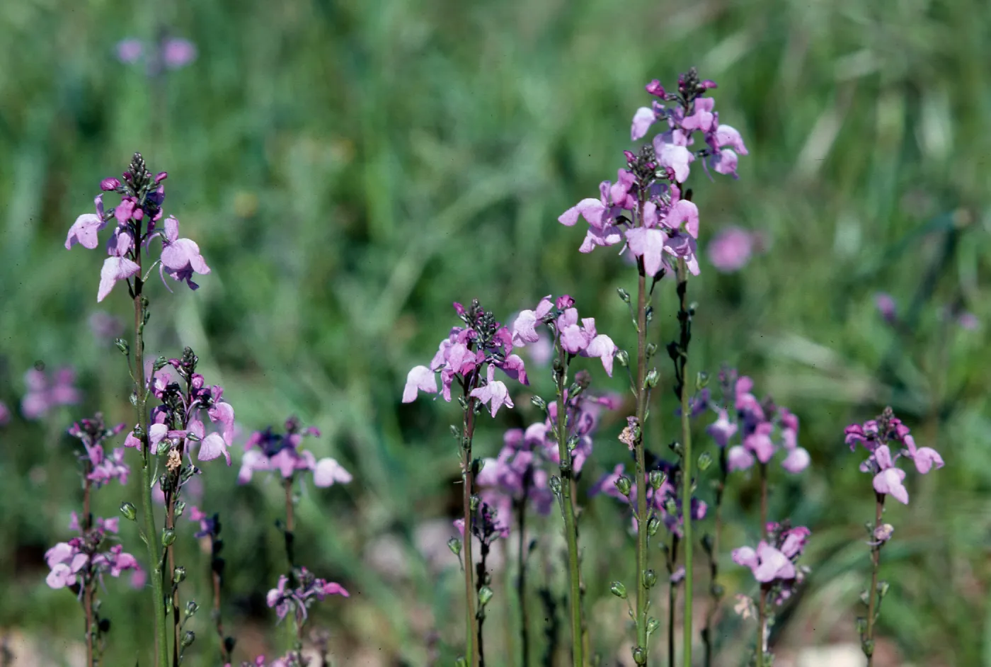 Linaria, Sainz Ranch