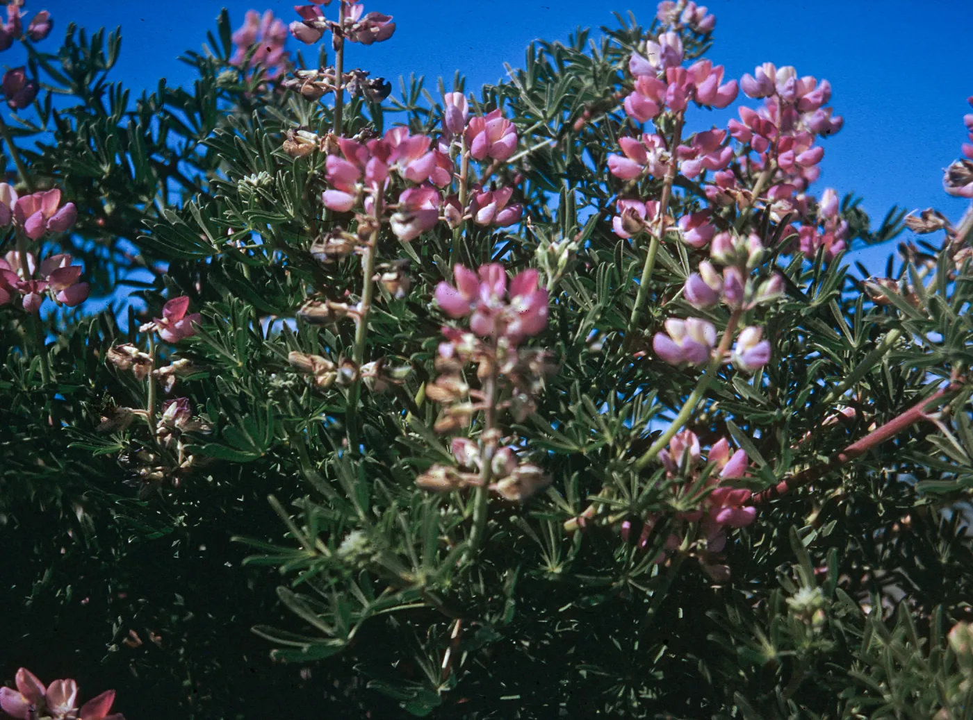 Lupinus arbustus, Jalama Beach
