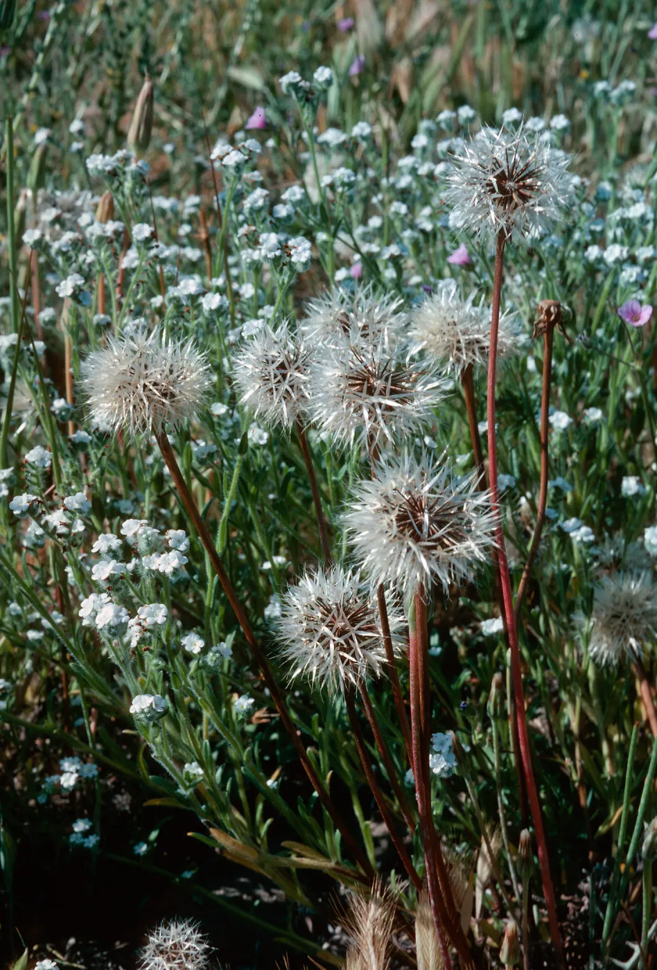 Microseris