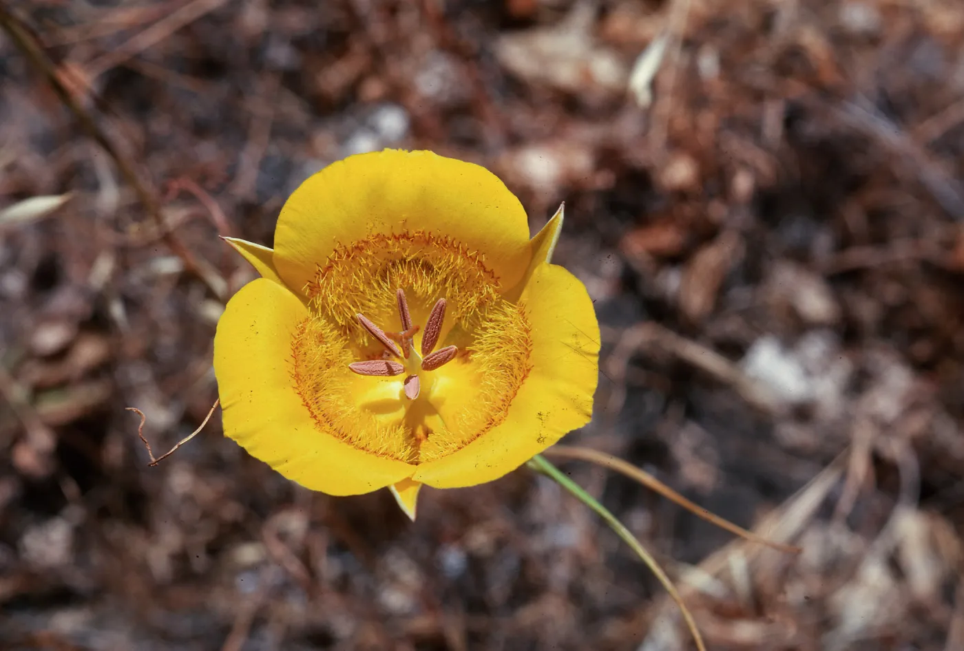 Mariposa Yellow, La Brea Canyon