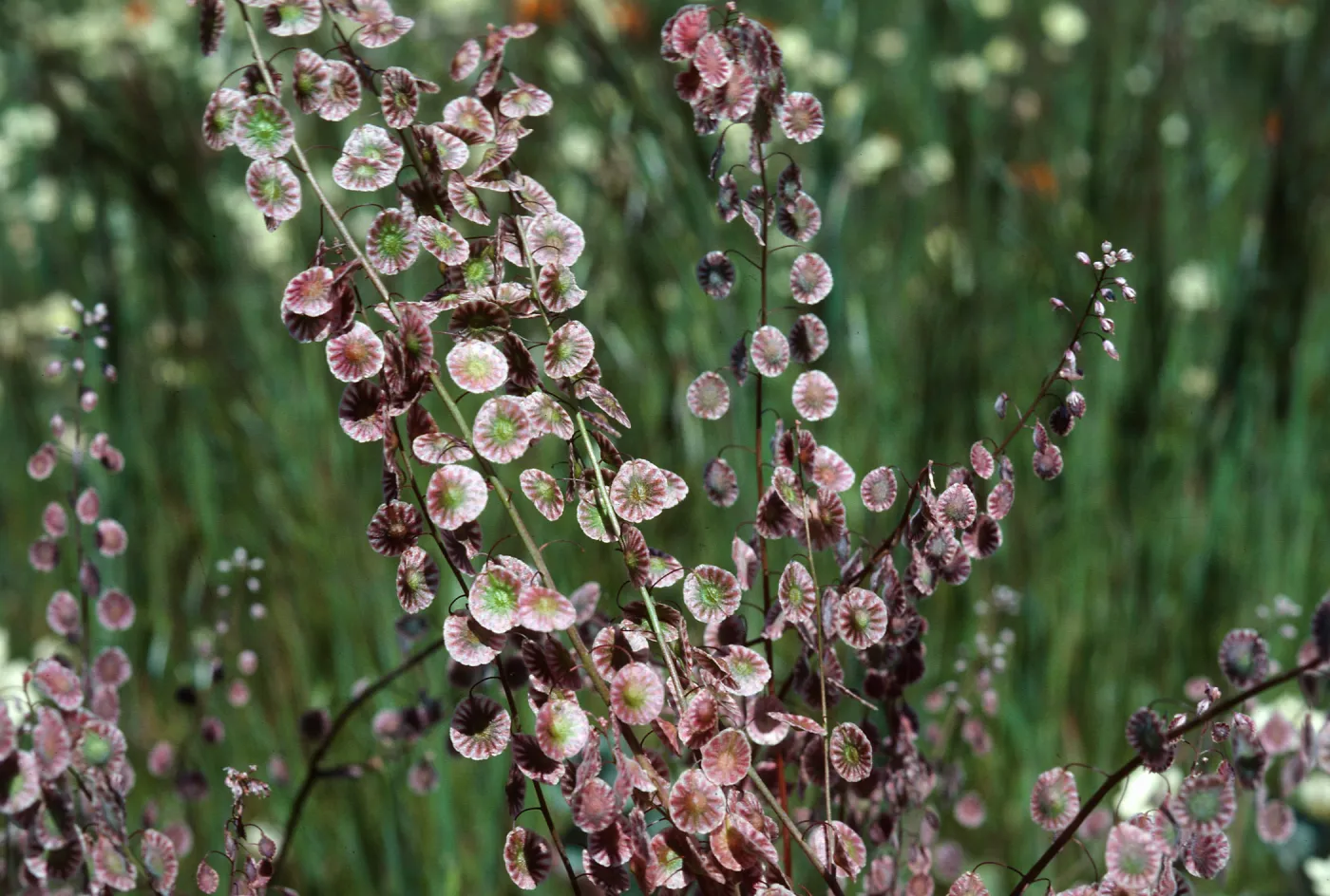 Lace pod, Seinz Ranch