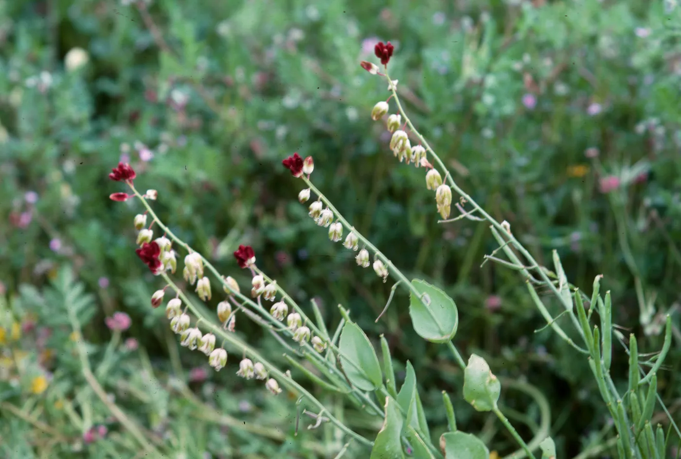 Streptanthus 