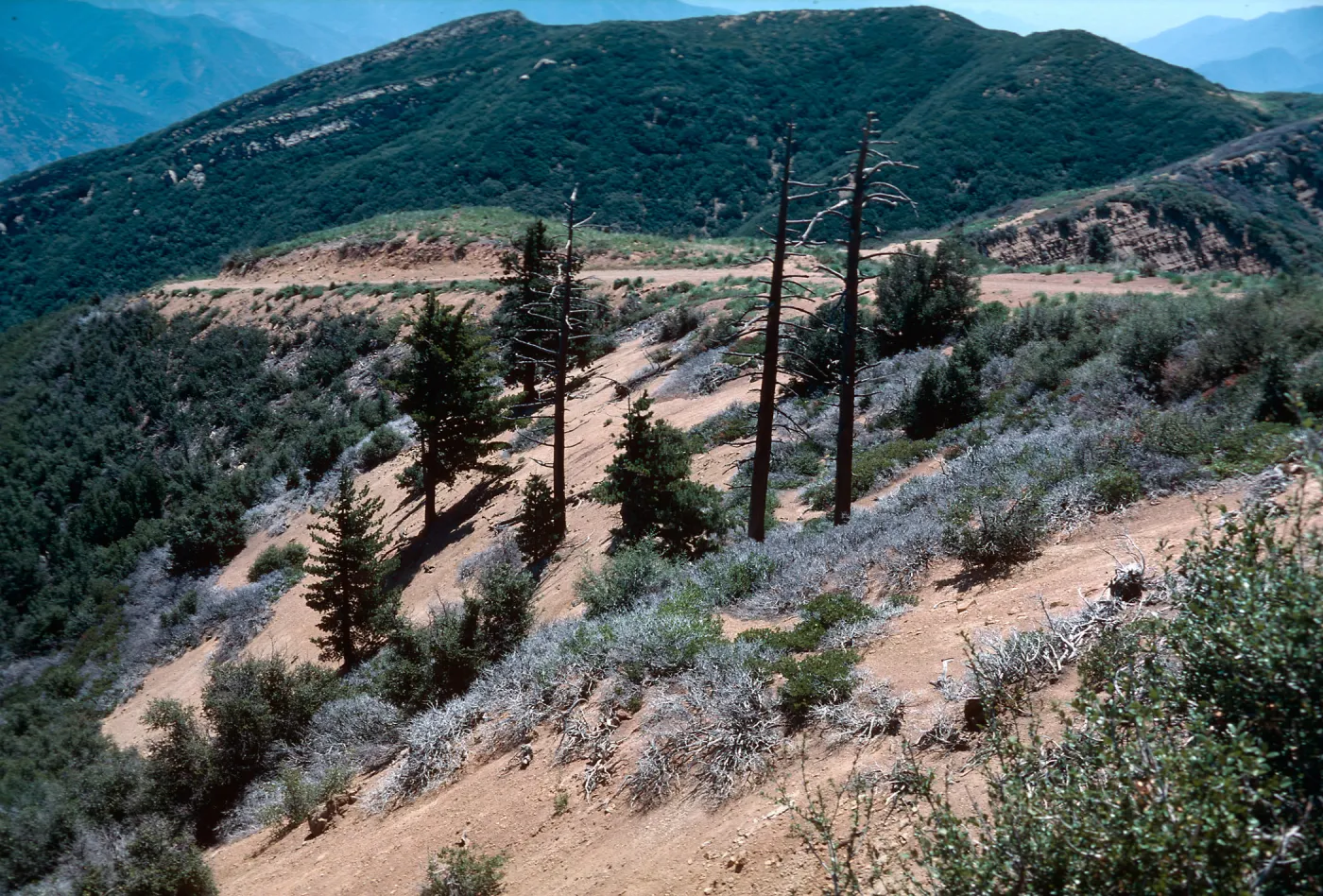 Monte Arido, Sugar Pines