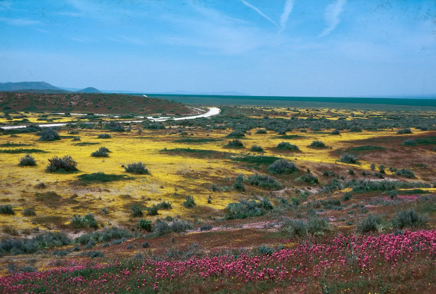 Carrizo Plain