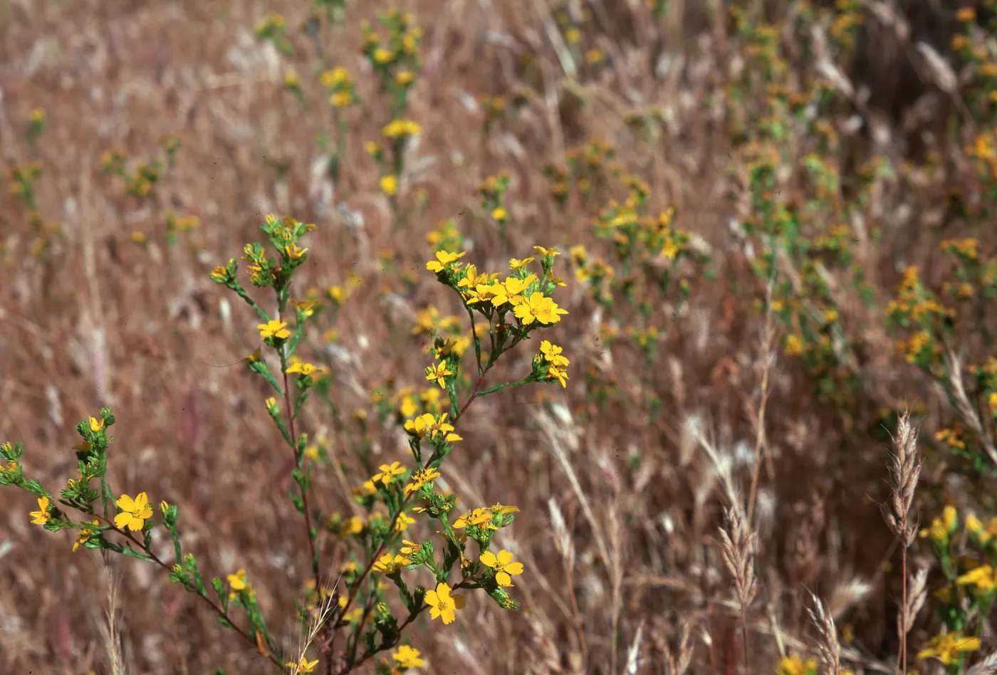 Hemizonia fasciculata, Solomon Hills
