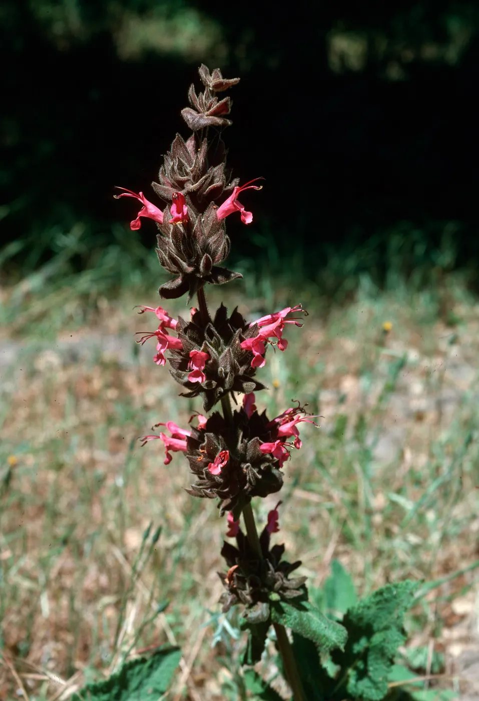Salvia spathacea (California Hummingbird Sage)