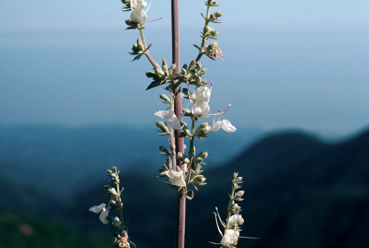 Salvia apiana (White Sage)