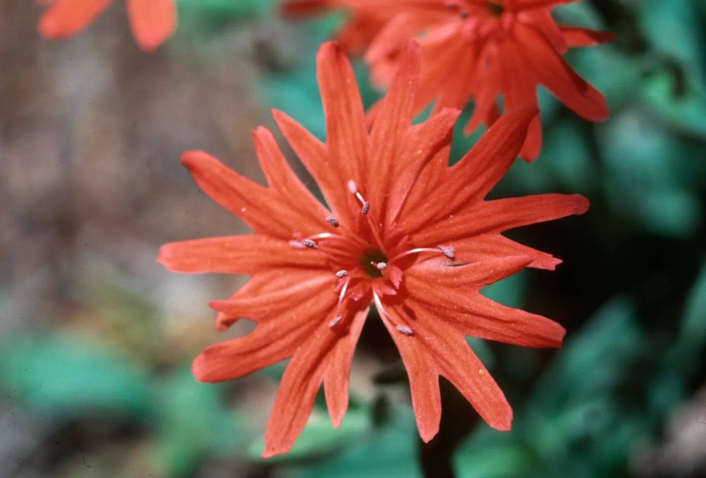 Silene