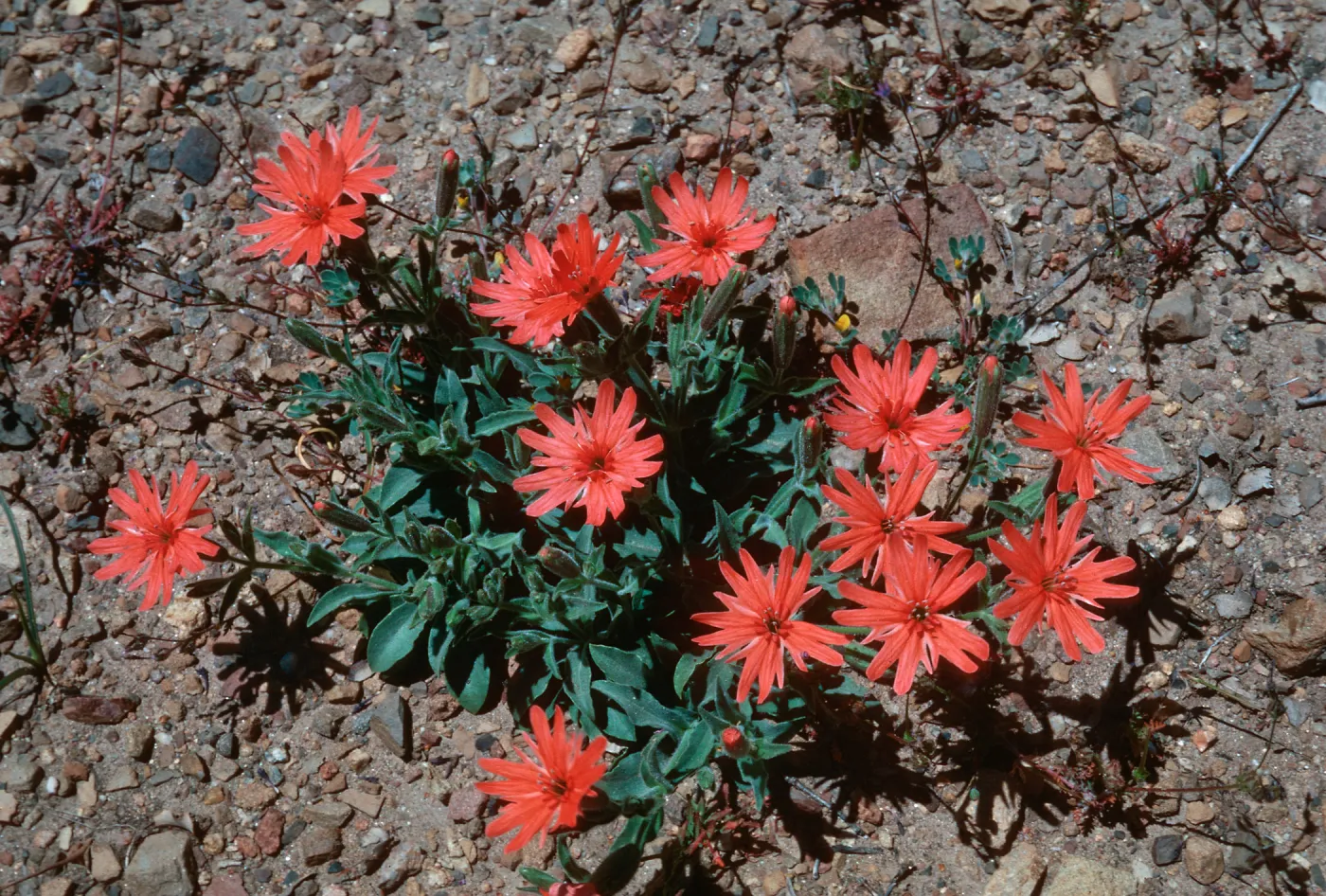 Silene