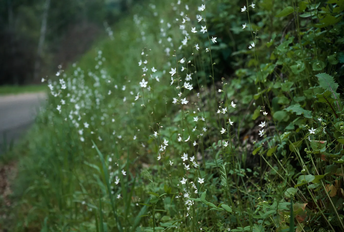 Woodland Star, Lopez
