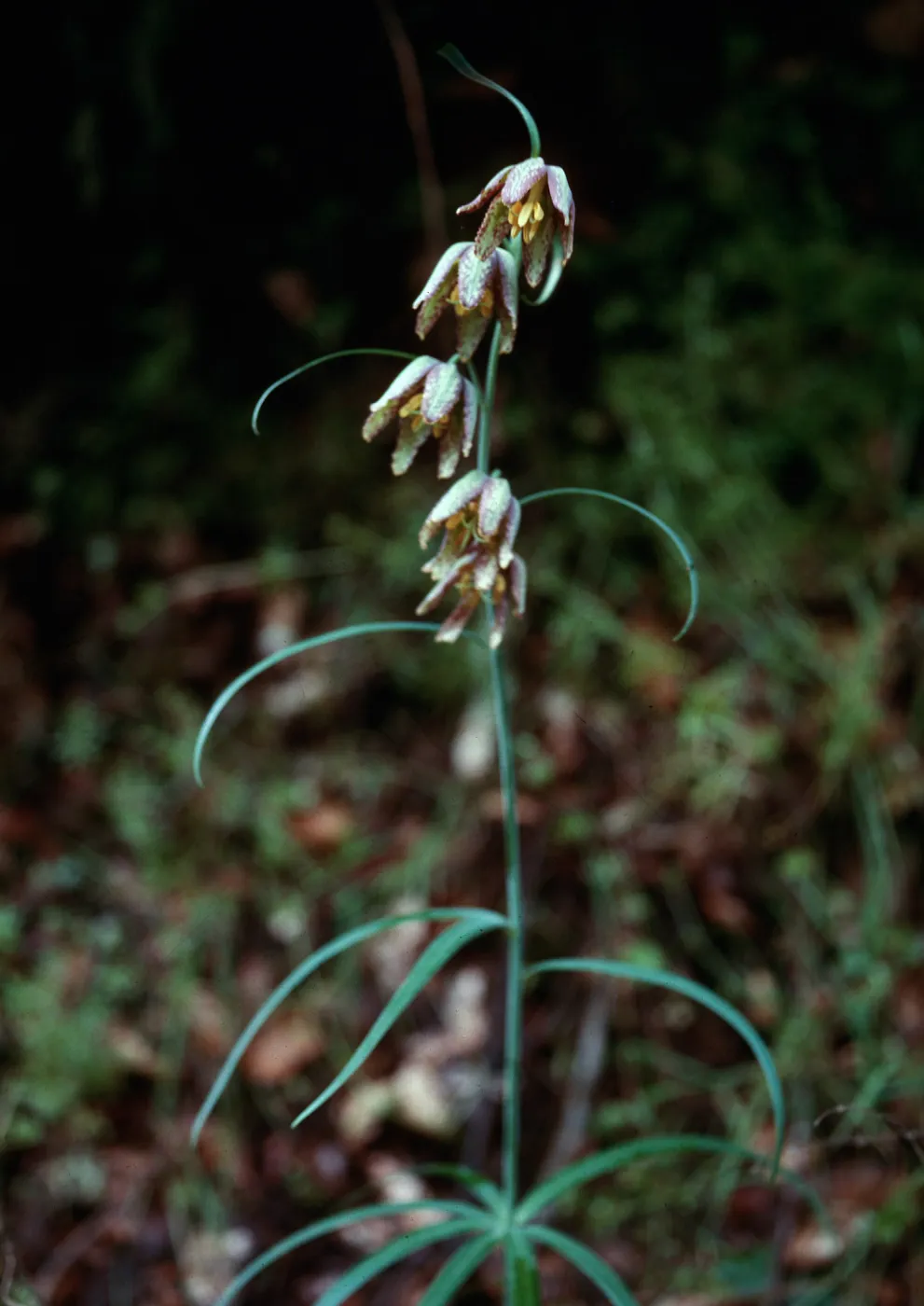 Fritillaria viridea, Old Creek, San Luis Obispo County